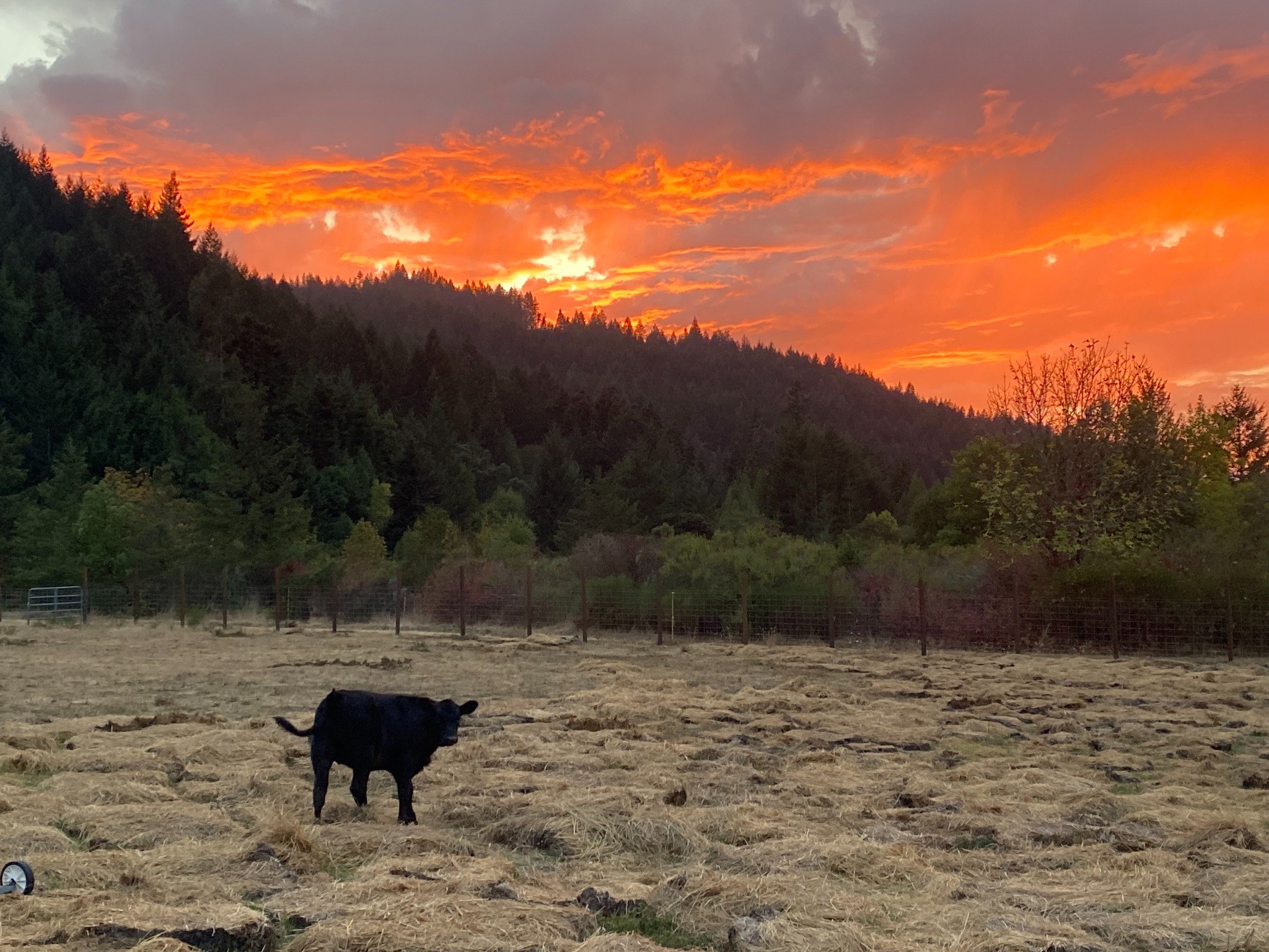Cow in a pasture beneath a vivid sunset at Humboldt Experience Farmstay