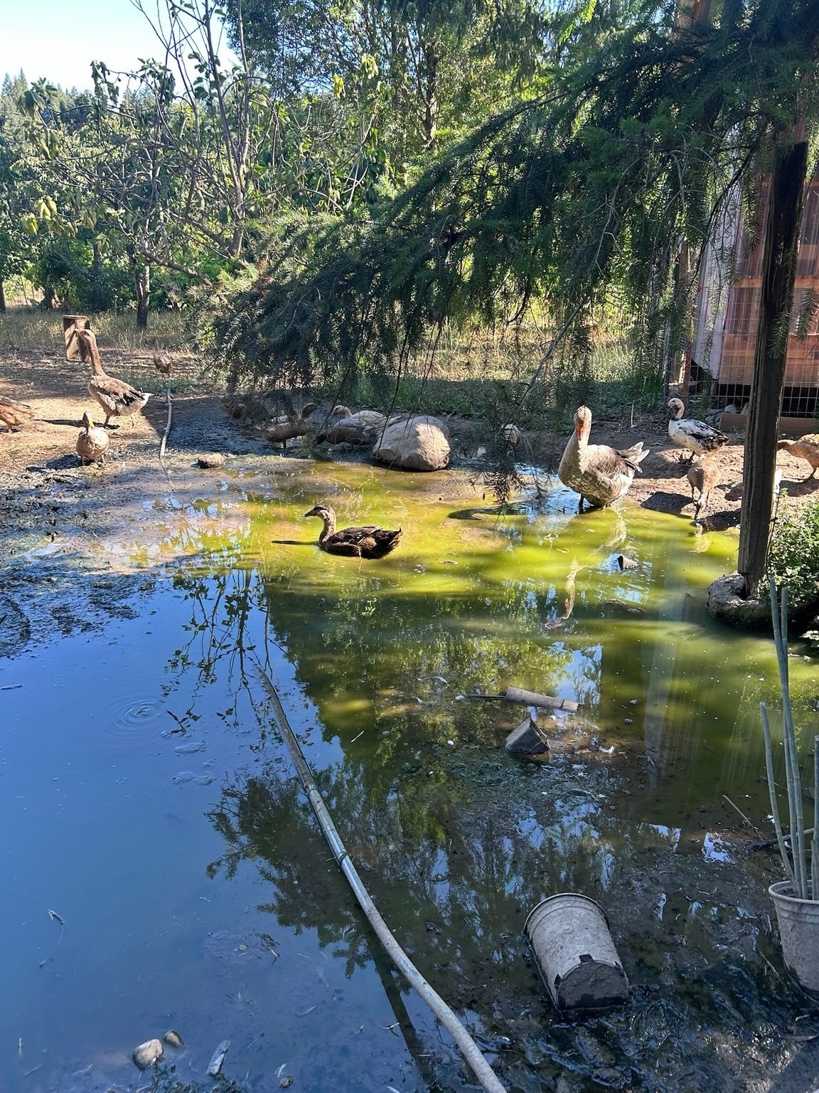 Ducks and geese around the farm pond