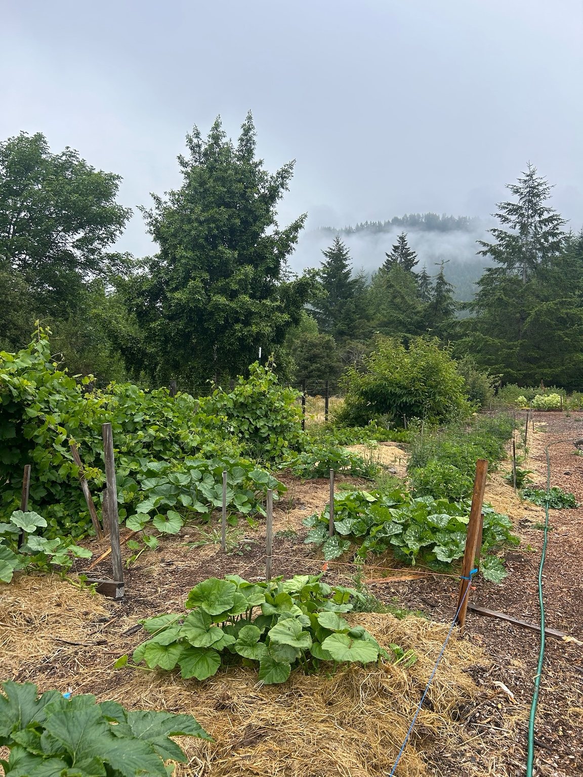 Farm garden