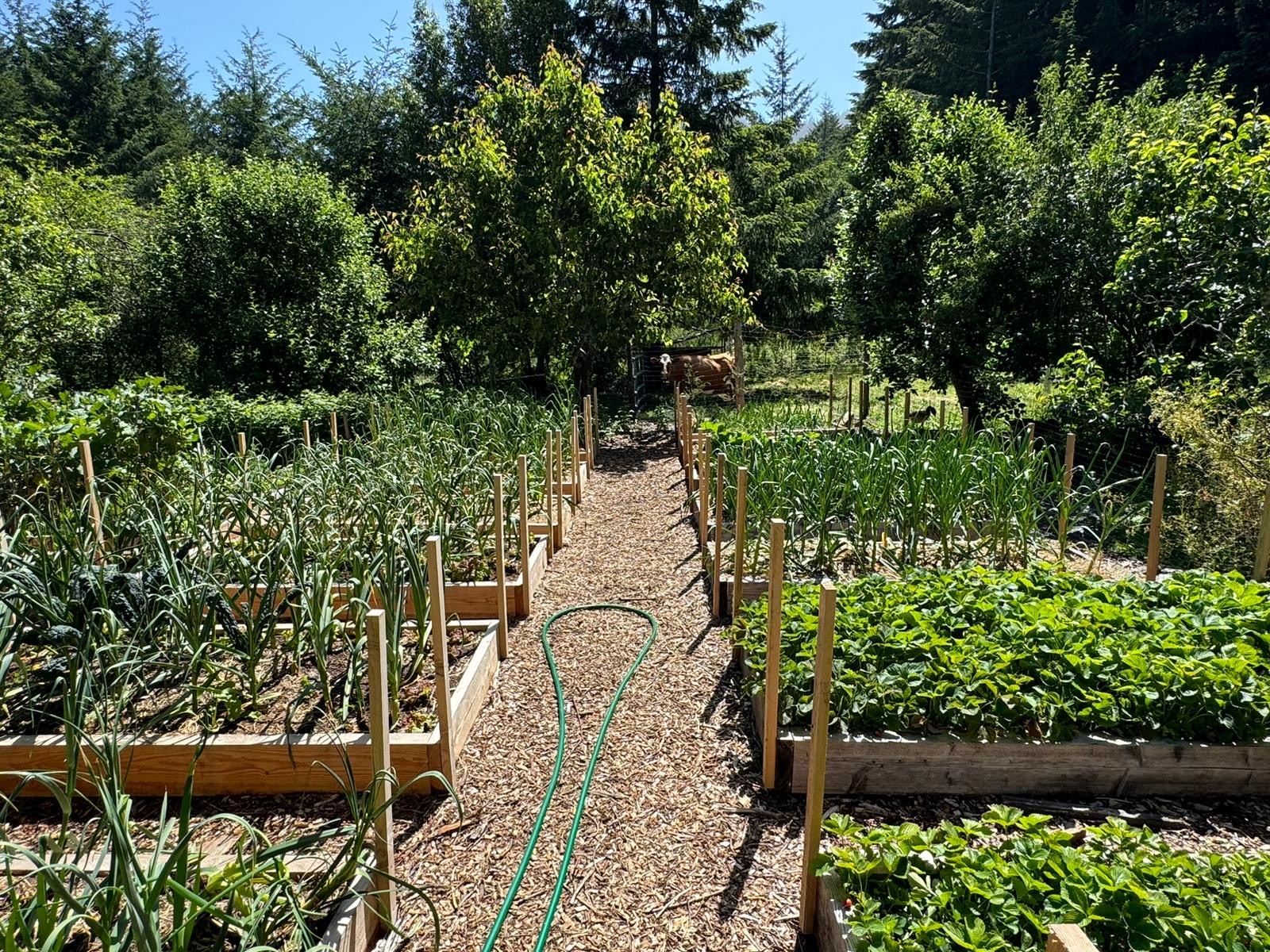 Working garden at Humboldt Experience Farmstay